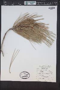 Pinus attenuata image