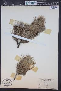 Pinus cembra image