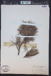 Pinus cembra image