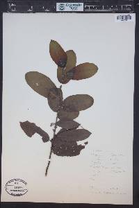 Salix cinerea image