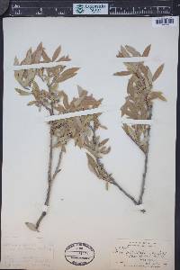 Salix orestera image