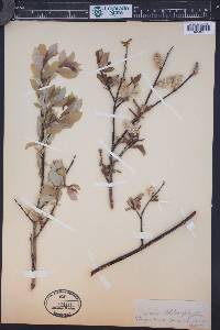 Salix pellita image