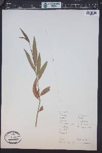 Salix babylonica image