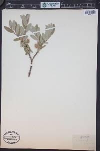 Salix orestera image