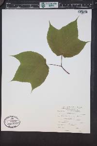 Acer pennsylvanicum image