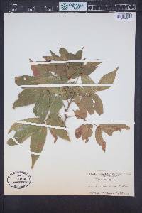 Ungnadia speciosa image