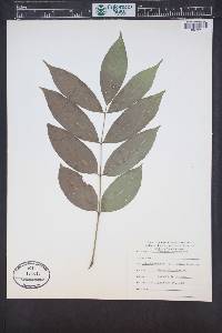 Turpinia occidentalis image