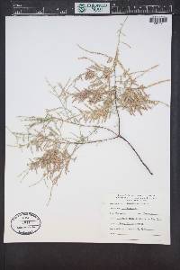 Tamarix chinensis image