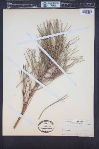 Pinus attenuata image