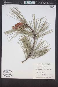 Pinus attenuata image