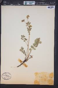 Drymocallis fissa image