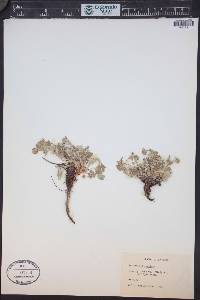 Potentilla concinna image