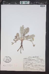 Argentina anserina image