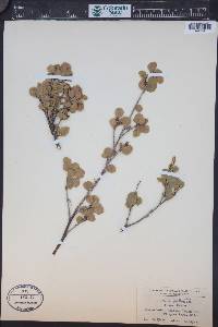 Betula eastwoodiae image