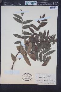 Juglans californica image