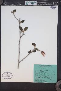 Alnus incana subsp. tenuifolia image