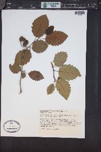 Alnus incana subsp. tenuifolia image