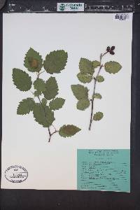 Alnus incana subsp. tenuifolia image