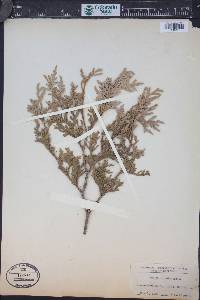 Thuja occidentalis image