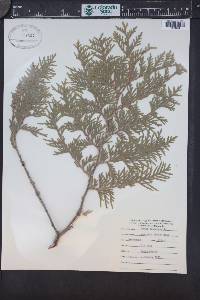 Thuja occidentalis image