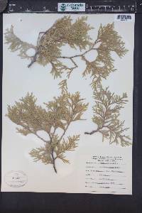 Thuja occidentalis image