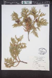 Thuja occidentalis image