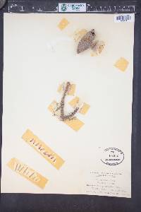 Picea breweriana image
