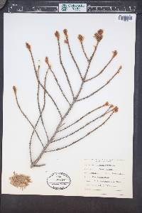 Picea breweriana image
