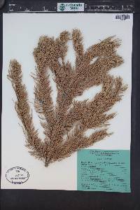 Picea engelmannii image