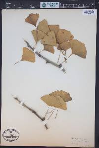 Ginkgo biloba image