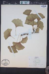 Ginkgo biloba image