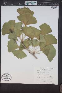Ginkgo biloba image