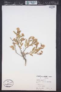 Ceanothus herbaceus image
