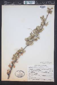 Cercocarpus montanus image