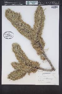 Pinus aristata image