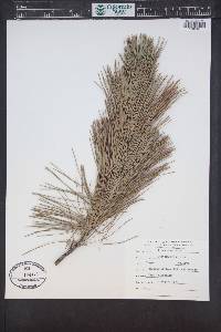 Pinus monticola image