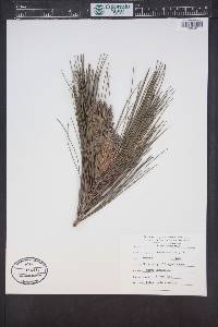 Pinus monticola image