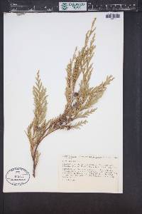 Chamaecyparis lawsoniana image