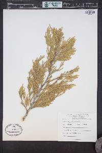 Calocedrus decurrens image