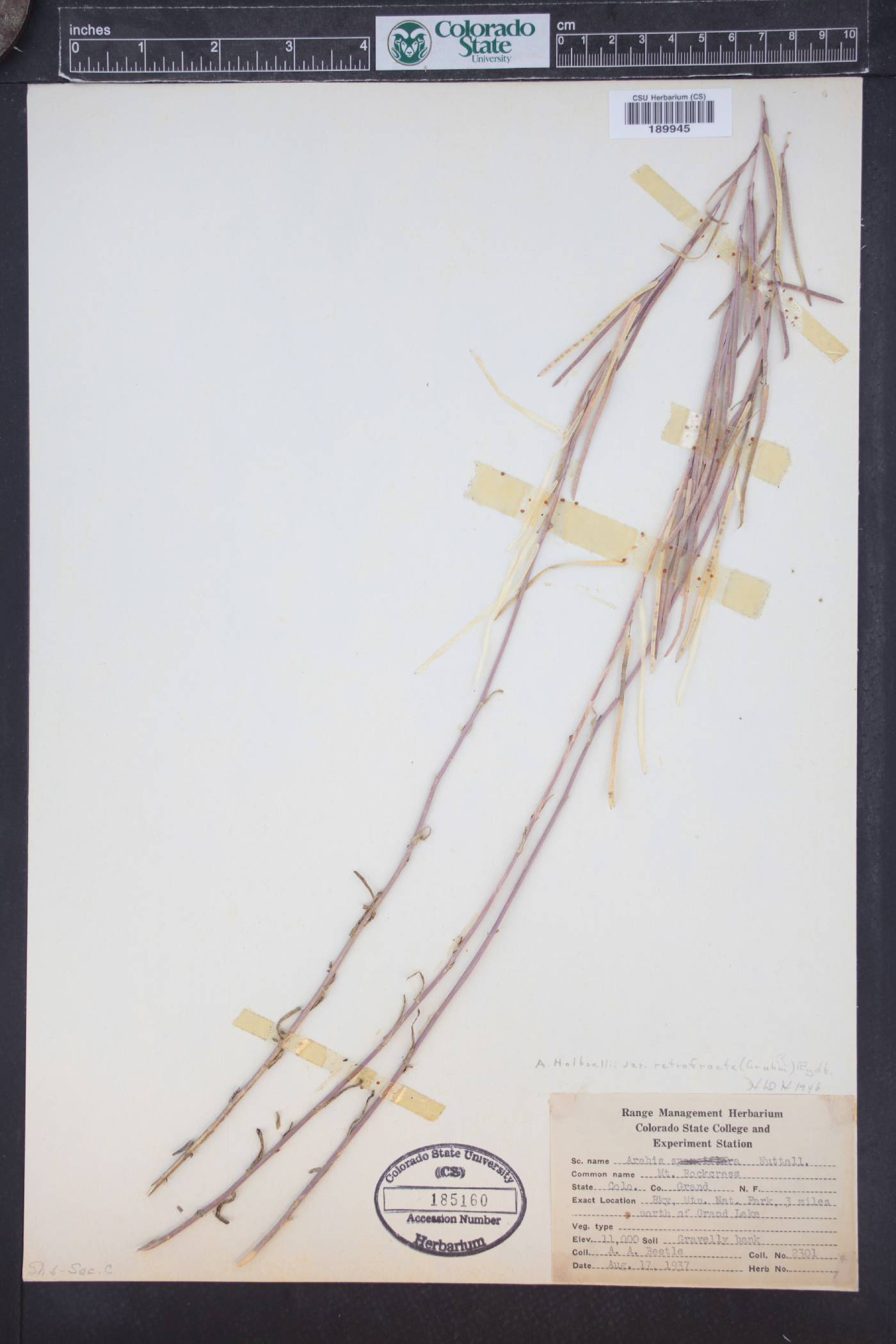Boechera holboellii image