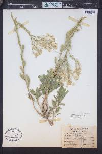 Lepidium crenatum image