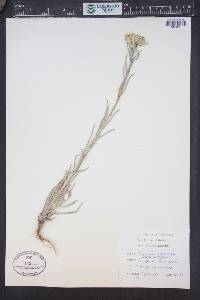 Erysimum asperum image
