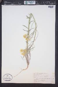 Erysimum asperum image
