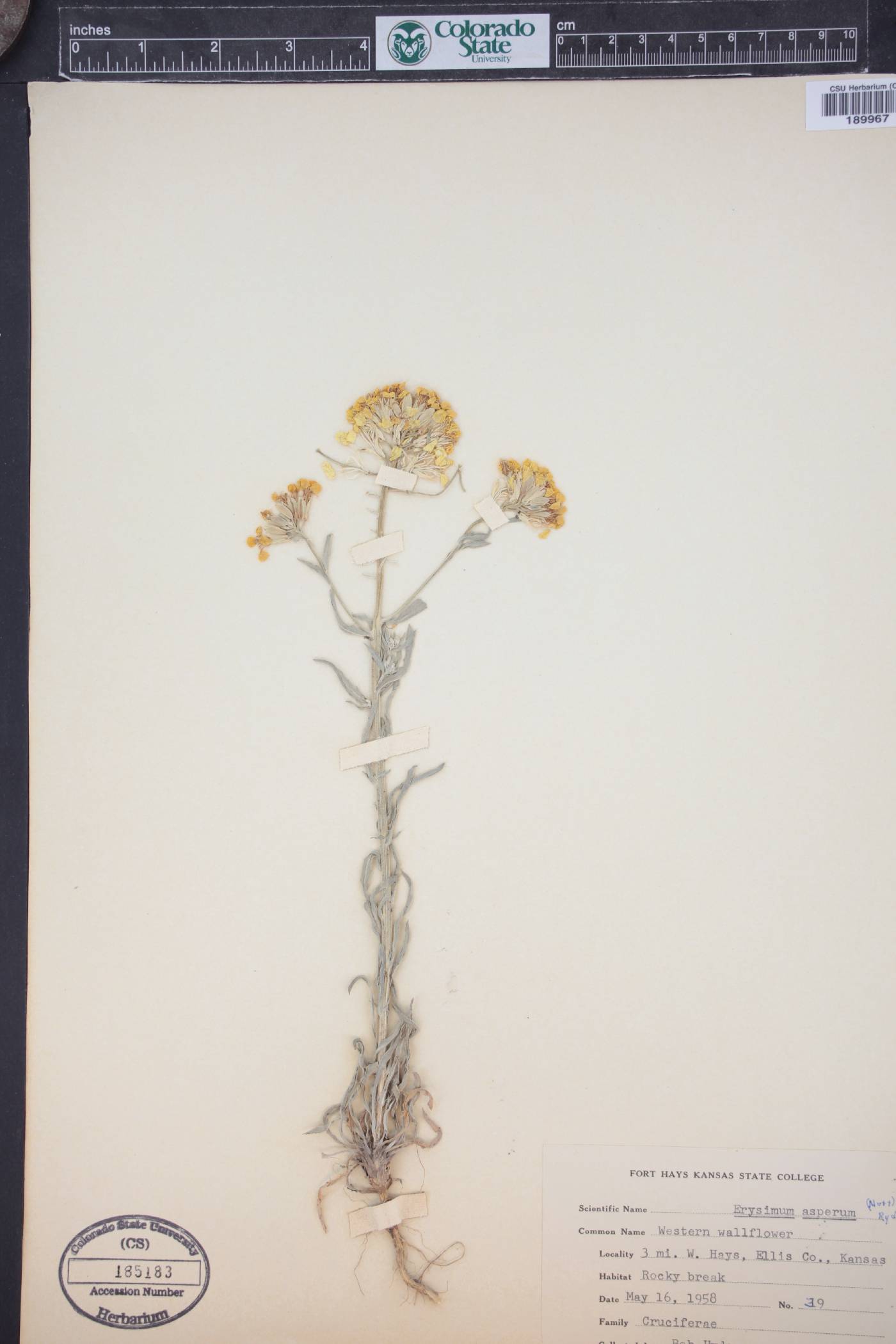Erysimum asperum image