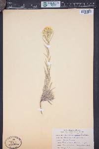 Erysimum asperum image