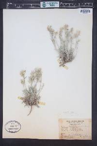 Physaria intermedia image