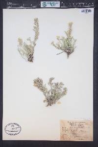 Physaria montana image