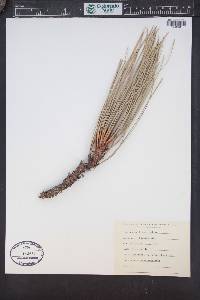 Pinus coulteri image