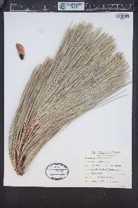Pinus coulteri image