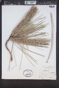 Pinus coulteri image